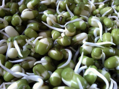 Sweet Green Pea Sprout Seeds Organic 10 oz