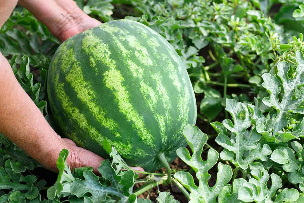 Watermelon, Organic, Farm Fresh