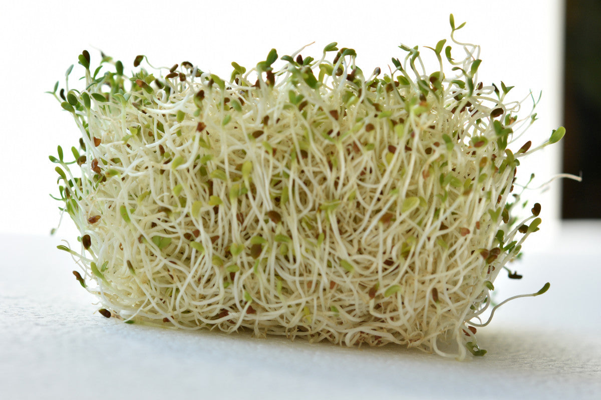 Alfalfa Sprouting Seeds Organic 2 oz