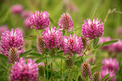 Red Clover Powder, Wildcrafted 6 oz