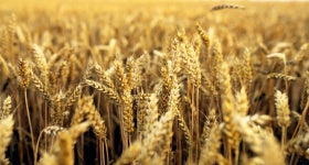 Wheat, Hard Red Spring, Organic 25 lbs - Local pick-up only