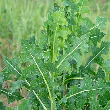 Wild Lettuce Wildcrafted C/S 6 oz