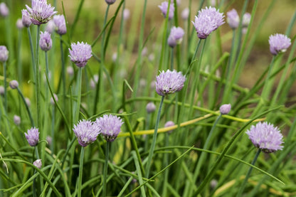 Chives, Organic Farm Fresh, Bundle
